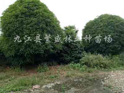 九江白玉兰,九江无患子 九江白玉兰,九江无患子